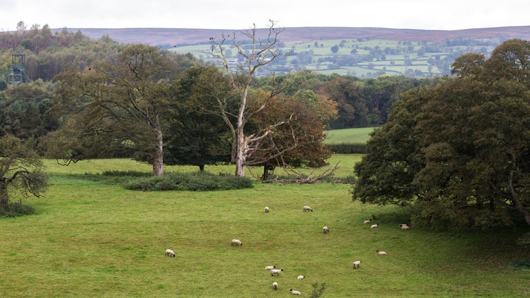 The parkland at Erddig, Wrexham, in autumn.